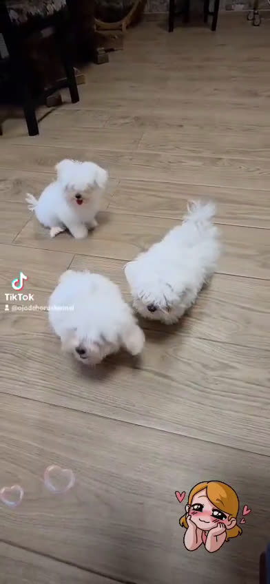 Bichón Maltés perros en venta:  bichón maltes   machito precioso  - Video 1