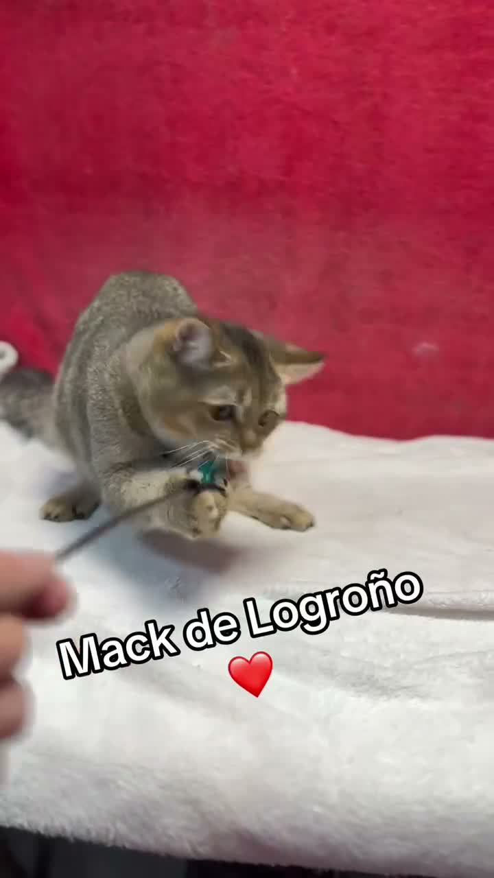 Británico de Pelo Corto gatos en venta: Monísimo British Golden Tabby Negro  - Video 1