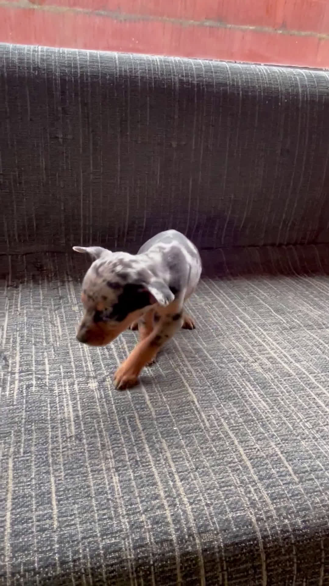 Pinscher Miniatura perros en venta: Preciosos cachorritos Merle🐾 - Video 1