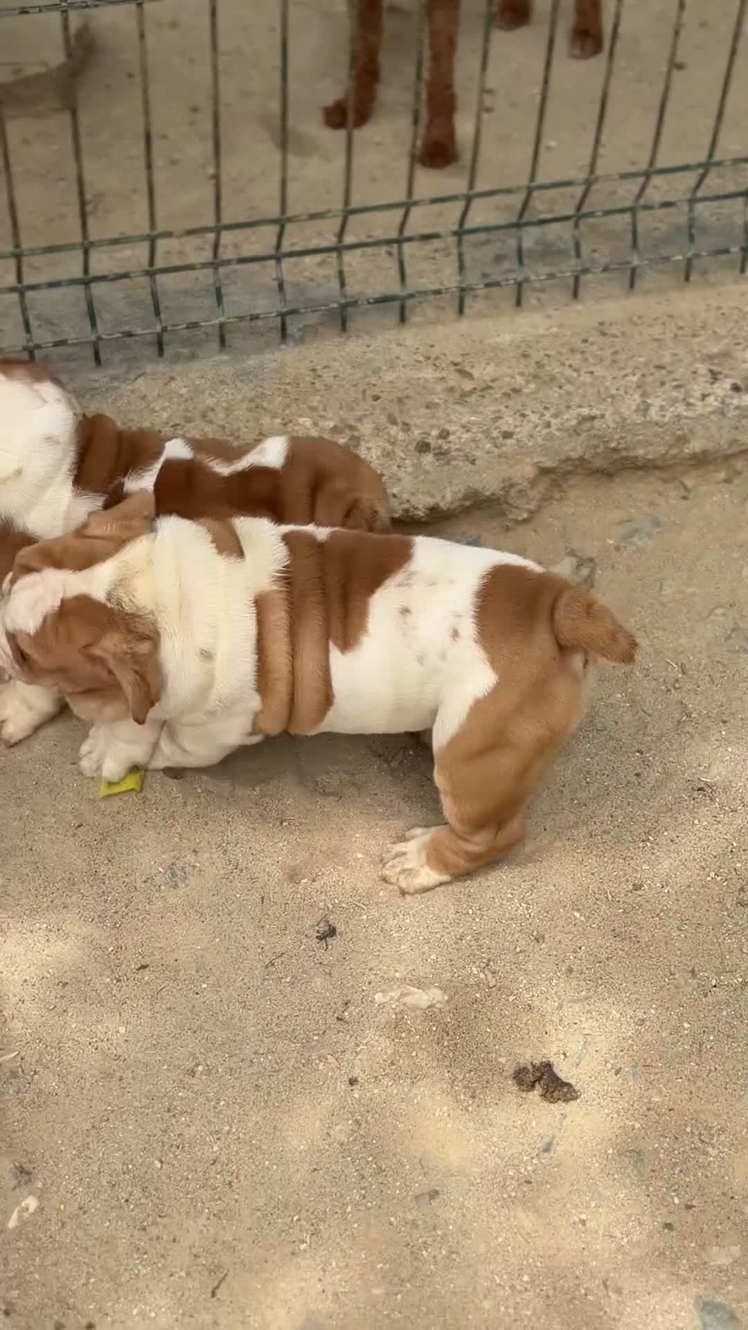 Bulldog Inglés perros en venta: Bulldog inglés de calidad  - Video 2