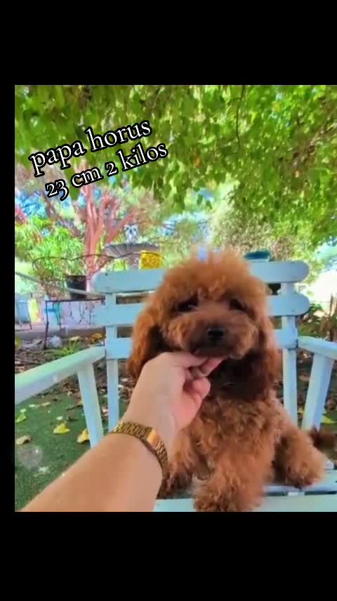 Caniche Toy perros para monta: Caniche toy para montas  - Video 1