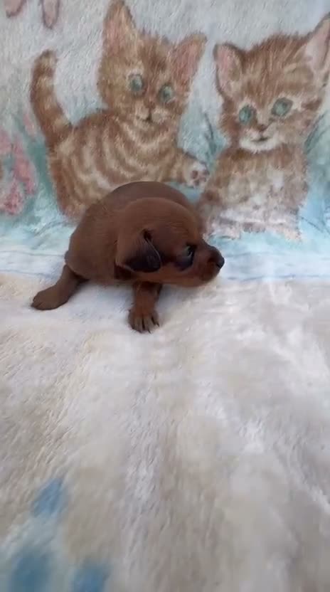 Raza Mixta perros en venta: Pootalian - Video 2