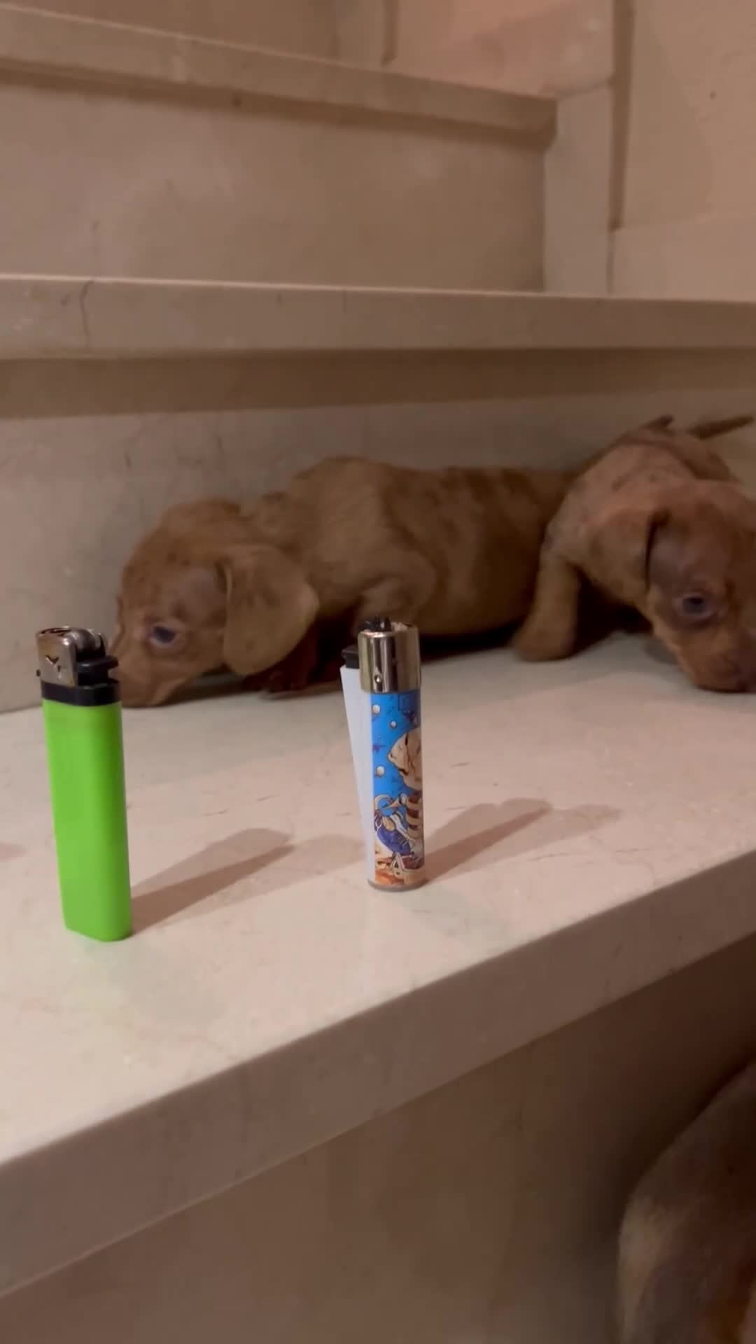 Teckel Miniatura perros en venta: Tekel Kaninchen De Exposición Microscópicos Toy - Video 2