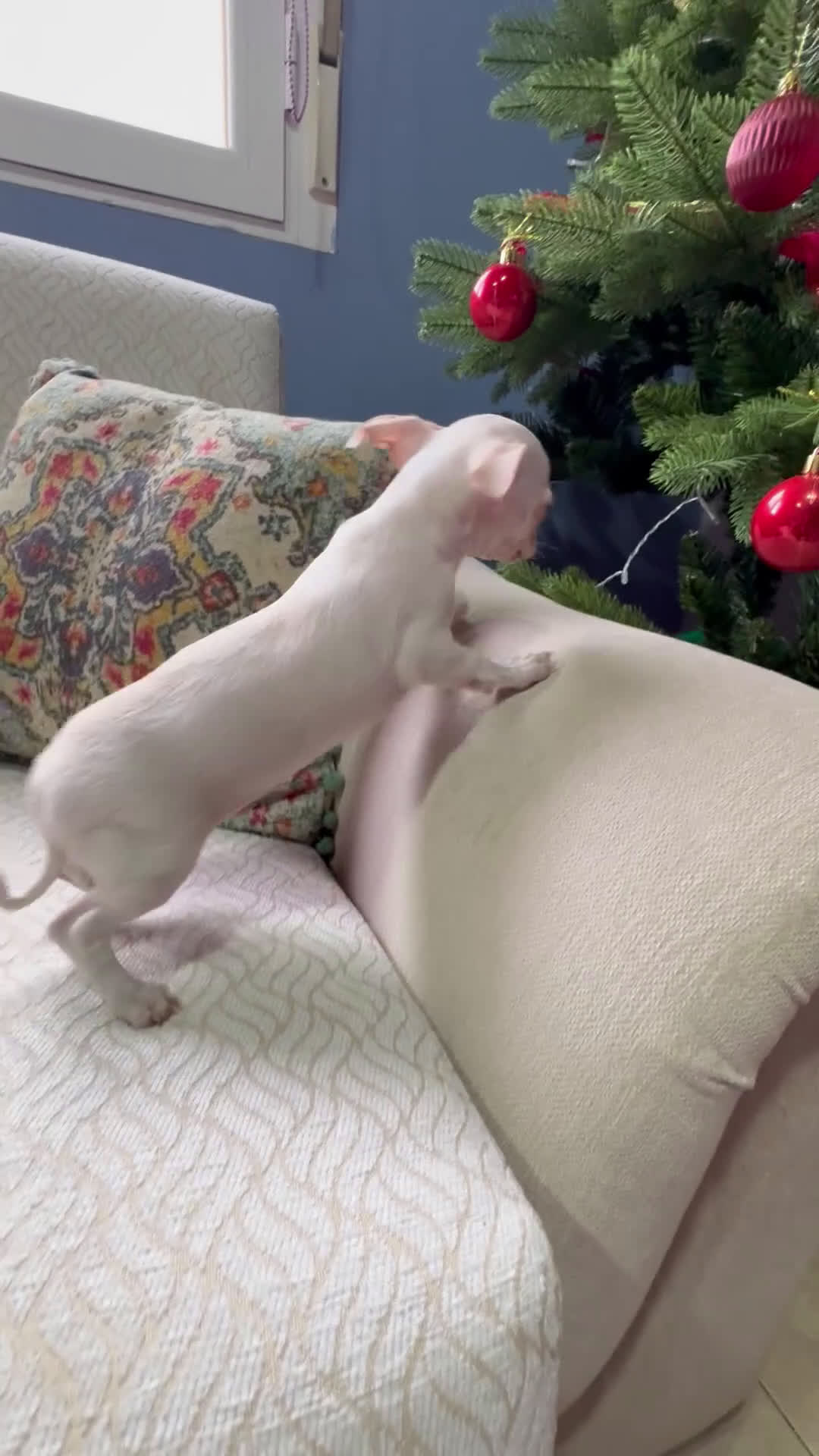 Chihuahua perros en venta: Chihuahua Toy macho blanco  - Video 1