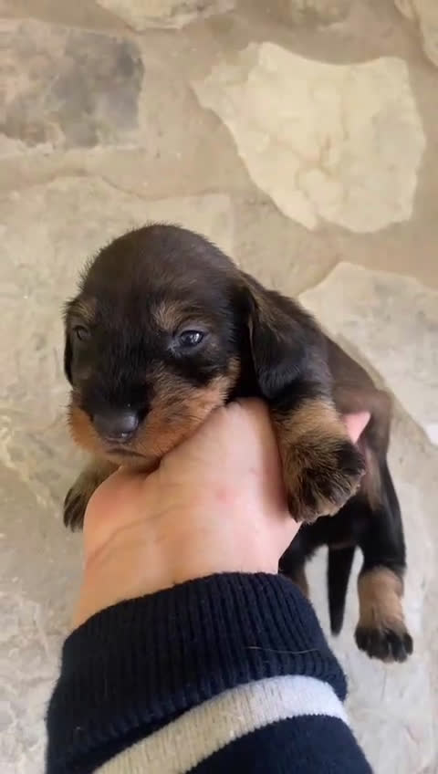 Teckel perros en venta: Teckel pelo duro  - Video 2