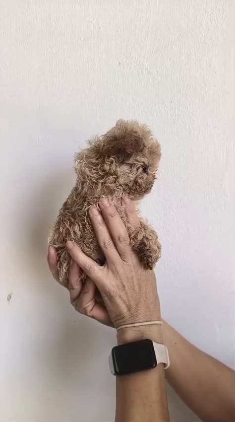 Maltipoo perros en venta: MALTIPOO TOYS Y MINI TOYS en Alicante - Video 1