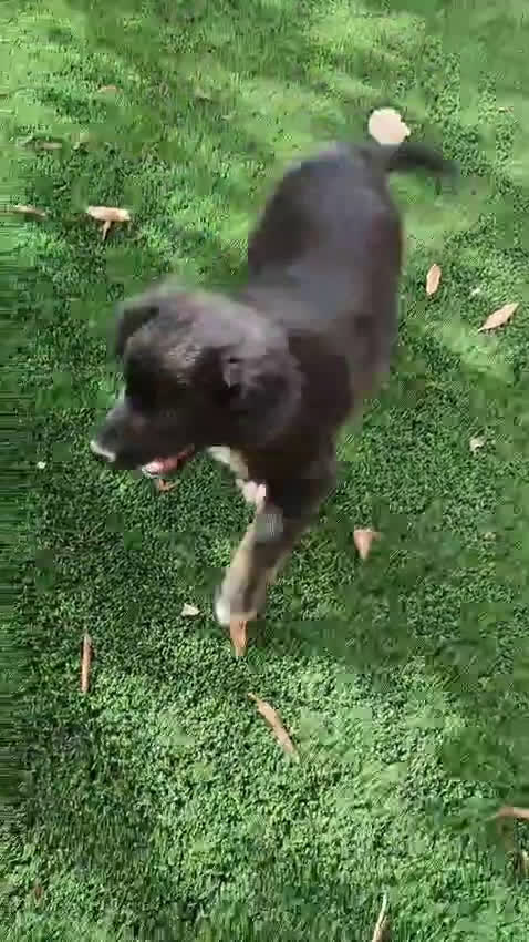 Pastor Australiano perros en venta: PASTOR AUSTRALIANO MINI - Video 2