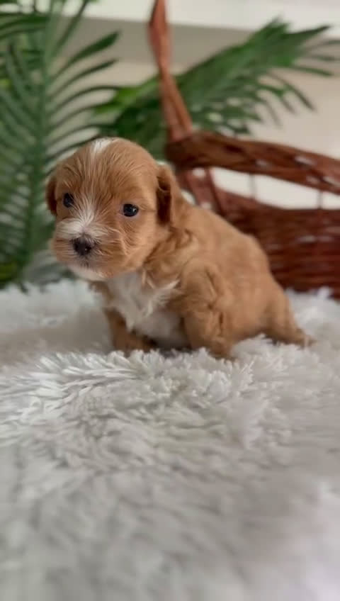 Maltipoo perros en venta: MALTIPOO - Video 1