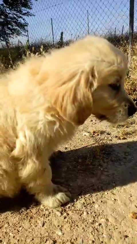 Golden Retriever perros en venta: Preciosos cachorros de golden retriever - Video 4
