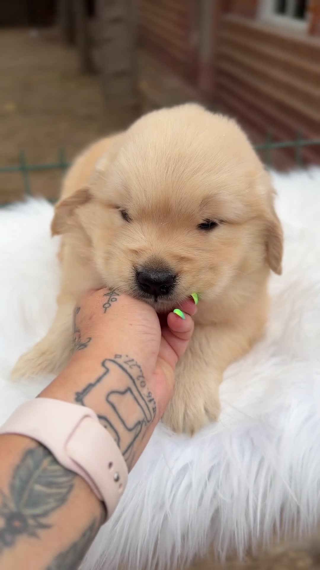 Golden Retriever perros en venta: Golden retriever dorados  - Video 3