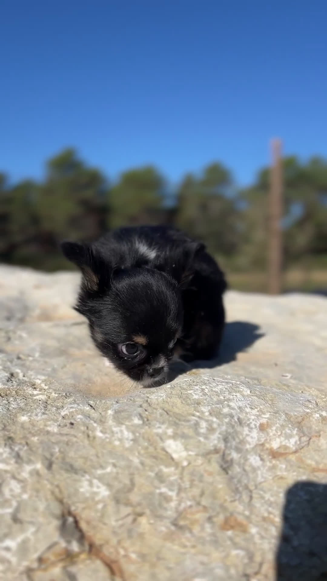 Chihuahua perros en venta: Chihushua hembra leonada toy  - Video 1