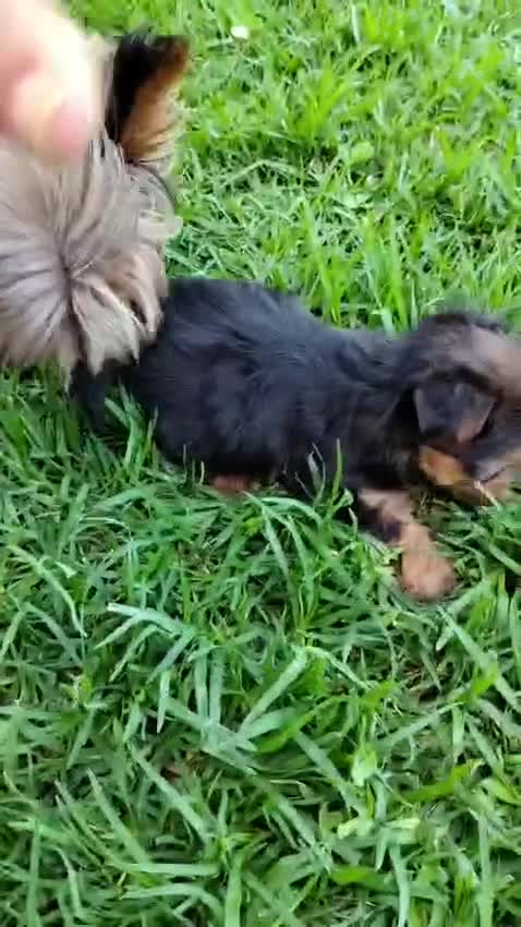 Yorkshire Terrier perros en venta: Yorkshire terrier machos  - Video 3