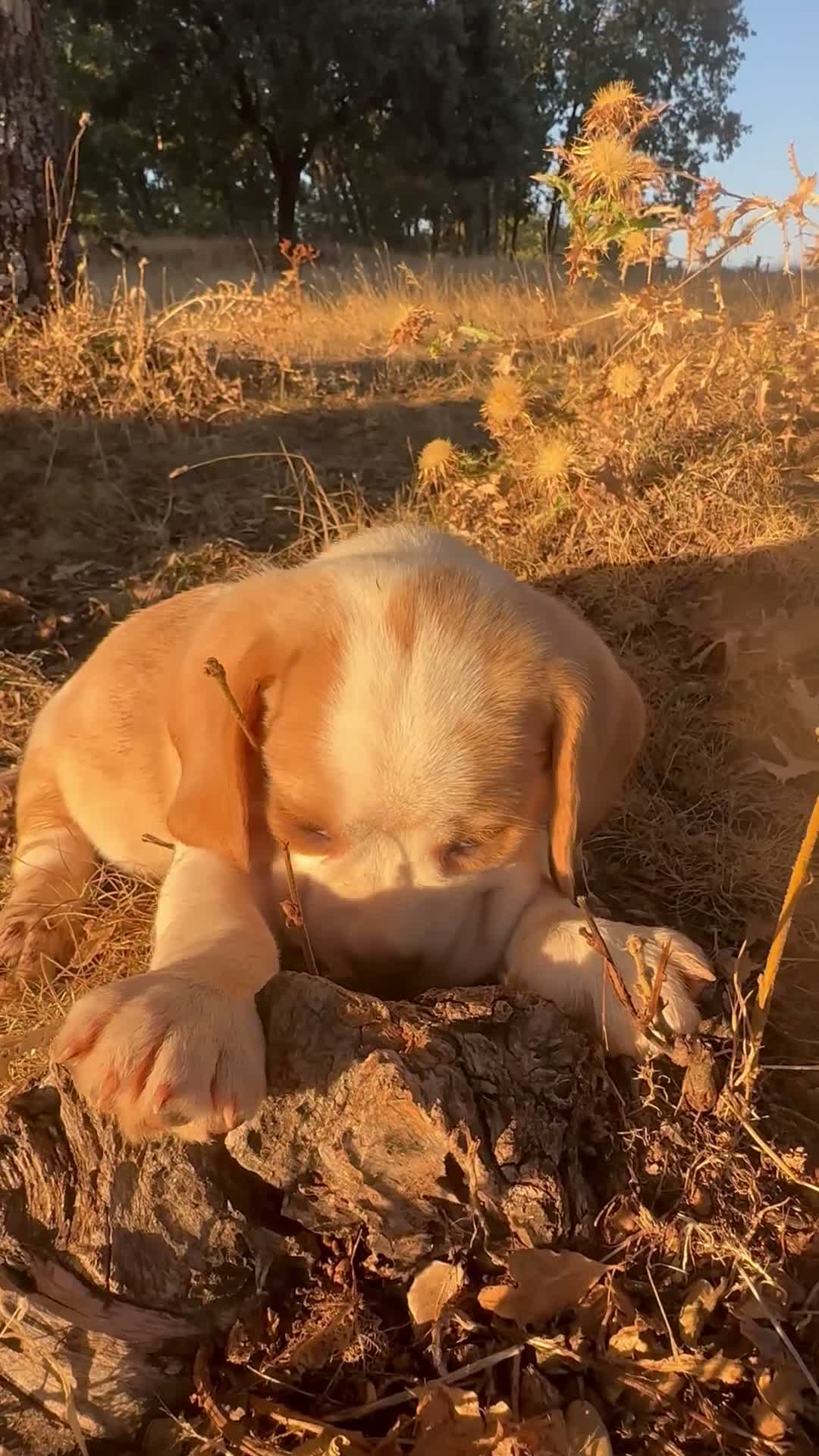 Beagle perros en venta: Beagle Bicolor - Video 2