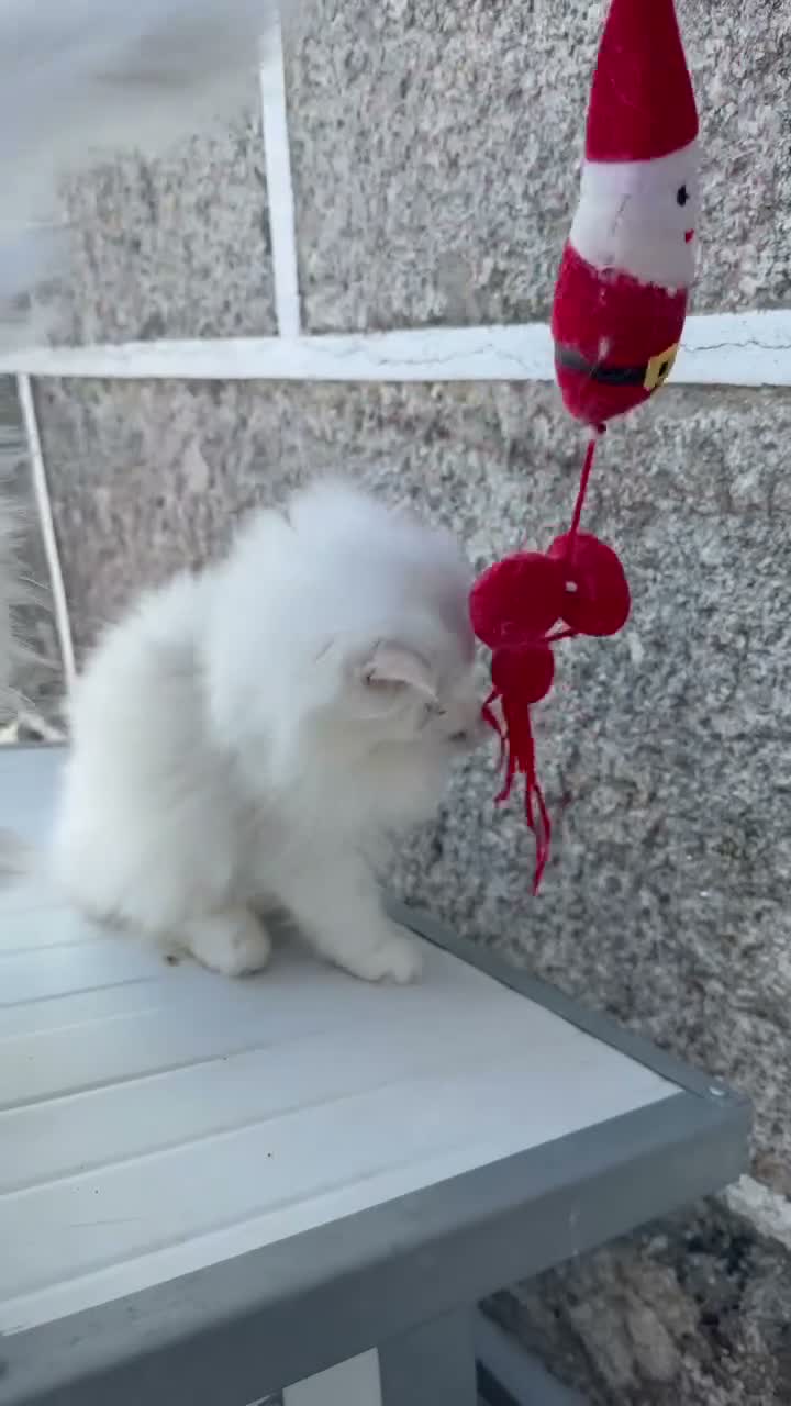 Británico de Pelo Largo gatos en venta: Gatitos British Long Hair Golden y Silver - Video 2