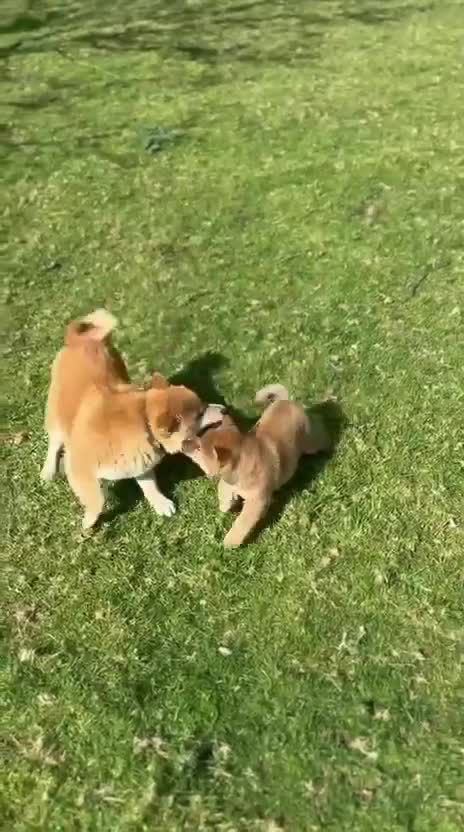 Shiba Inu perros en venta: SHIBA INU PONTEVEDRA - Video 1