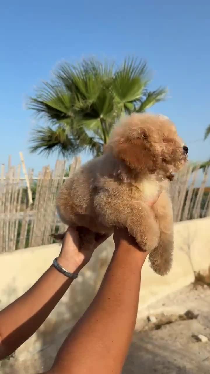 Caniche Toy perros en venta: Caniche toy precio real - Video 1