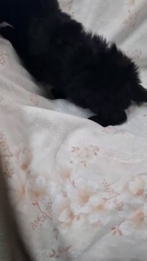 Caniche Toy perros en venta: Caniche Toy - Video 1