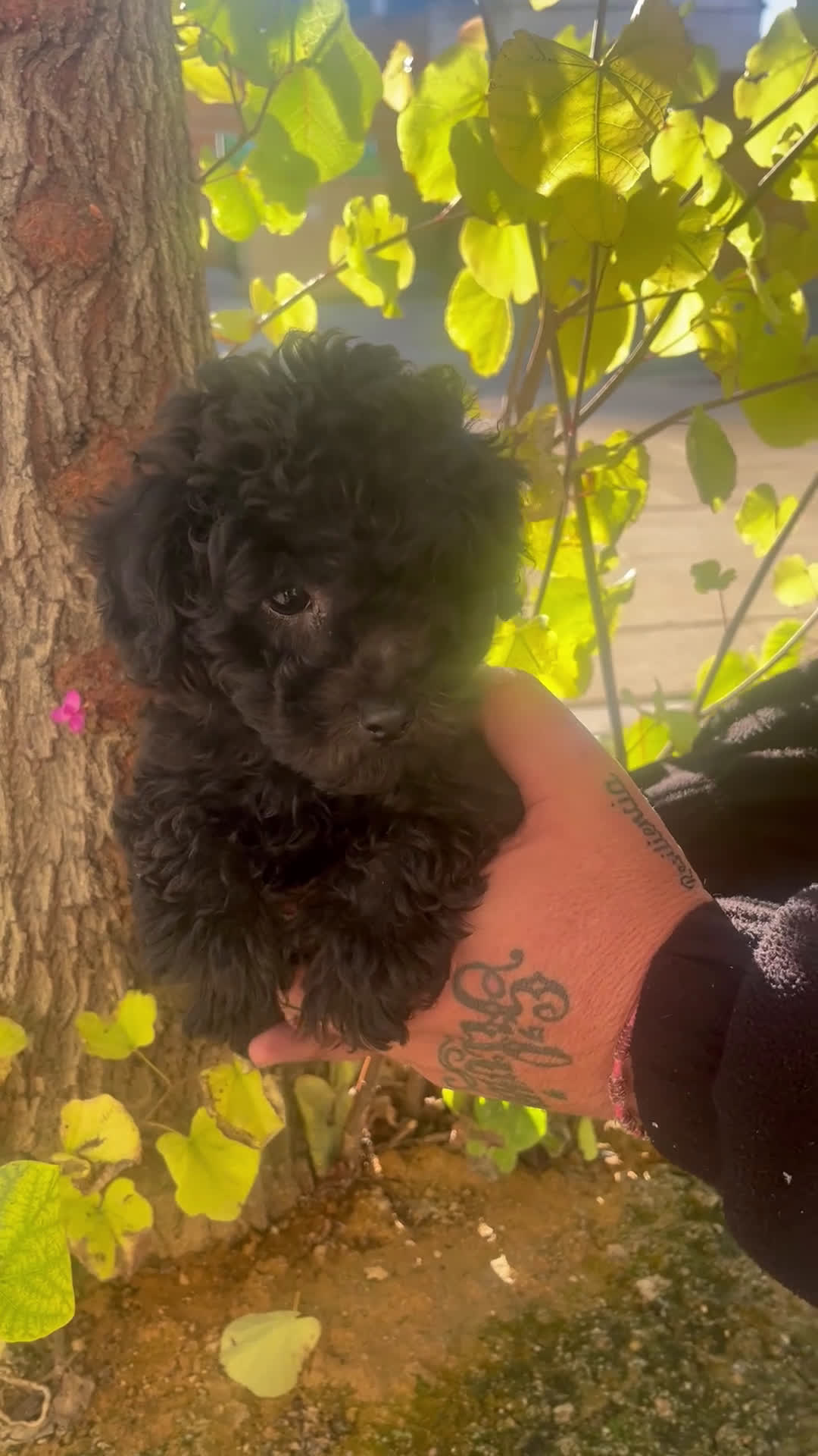 Caniche Toy perros en venta: Caniche toy - Video 1