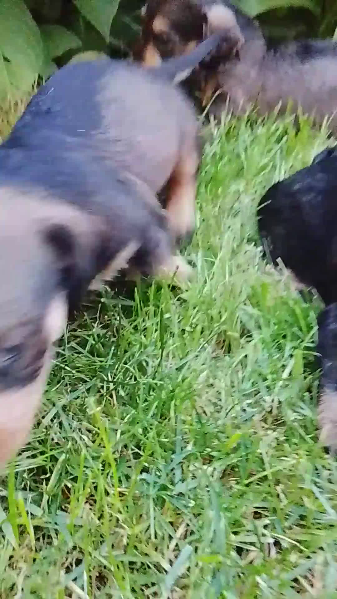 Teckel perros en venta: Teckel de pelo duro  - Video 1