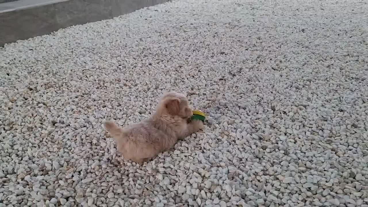 Maltipoo perros en venta: Cachorrito de Maltipoo  - Video 2