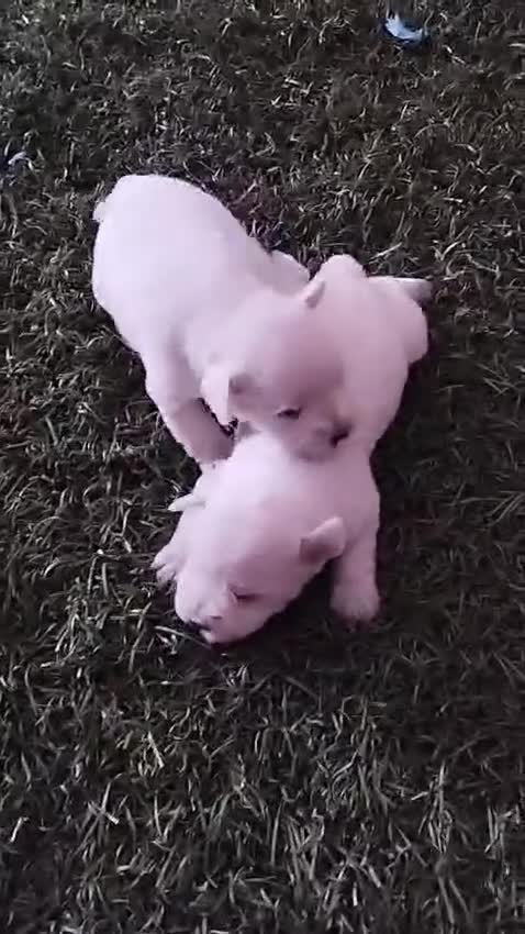 Schnauzer Miniatura perros en venta: Schnauzer mini blanco  - Video 1
