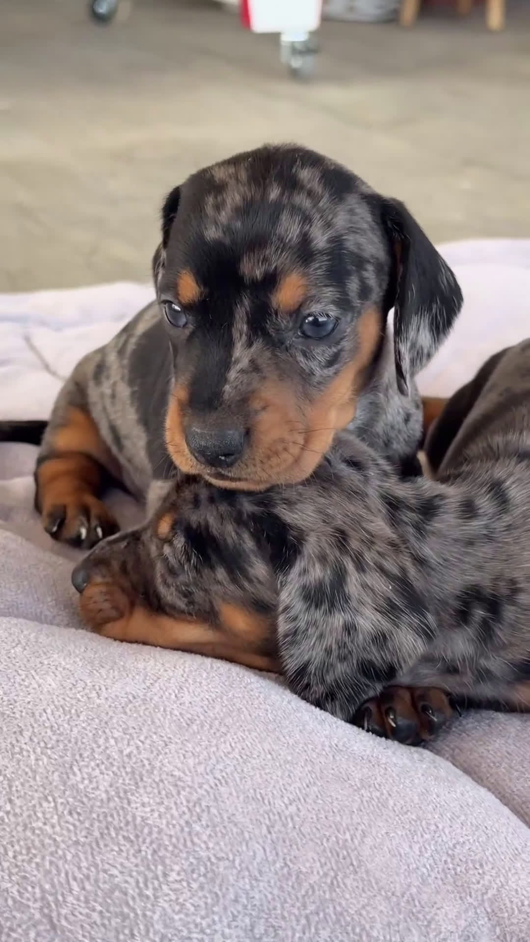Teckel Miniatura perros en venta: 🐾 Florentina y Delfina – Teckel miniatura 🐾 - Video 1
