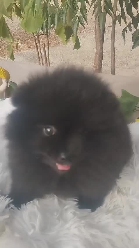 Pomerania perros en venta: Pomerania Toy - Video 1