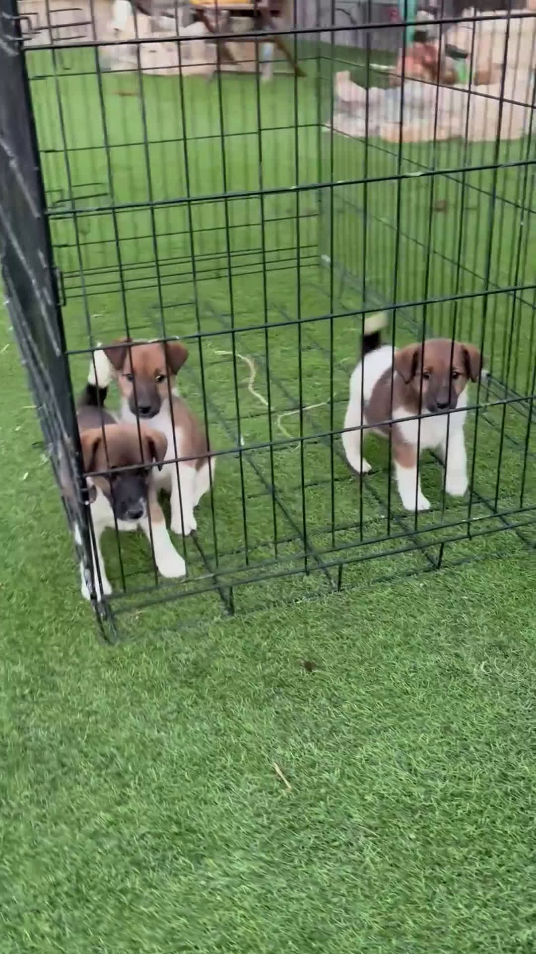 Fox Terrier de Pelo Liso perros en venta: Cachorros fox terrier pelo liso  - Video 1