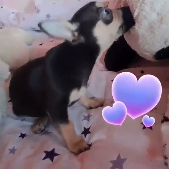 Chihuahua perros en venta: Chihuahua  - Video 1