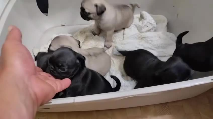 Carlino - Pug perros en venta: Carlino - pug hembra  - Video 1