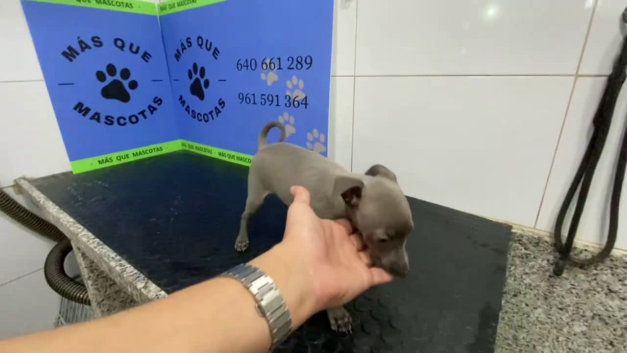 Pequeño Lebrel Italiano perros en venta: Cachorros Piccolo Italiano 650€ ¡PRECIO REAL! - Video 1