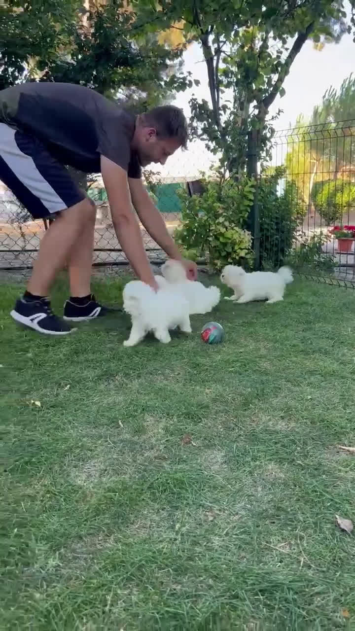 Bichón Maltés perros en venta: Bichón maltés  - Video 1