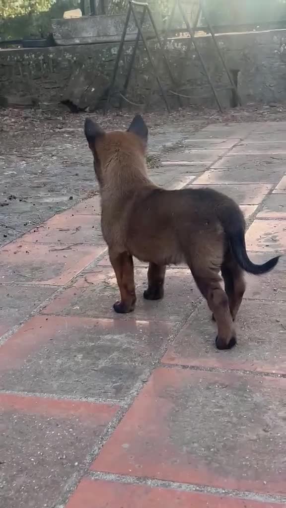 Pastor Belga Malinois perros en venta: Pastor Belga Malinois  - Video 1