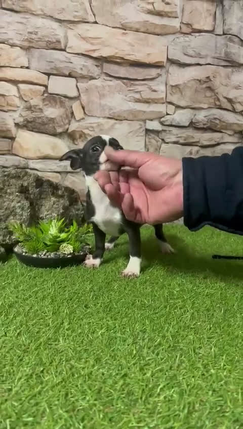 Chihuahua perros en venta: CHIHUAHUA TOY BLANCO Y NEGRO - Video 1