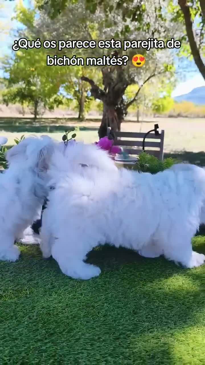 Bichón Maltés perros en venta: Preciosos cachorros de bichón maltés ❤️ - Video 2