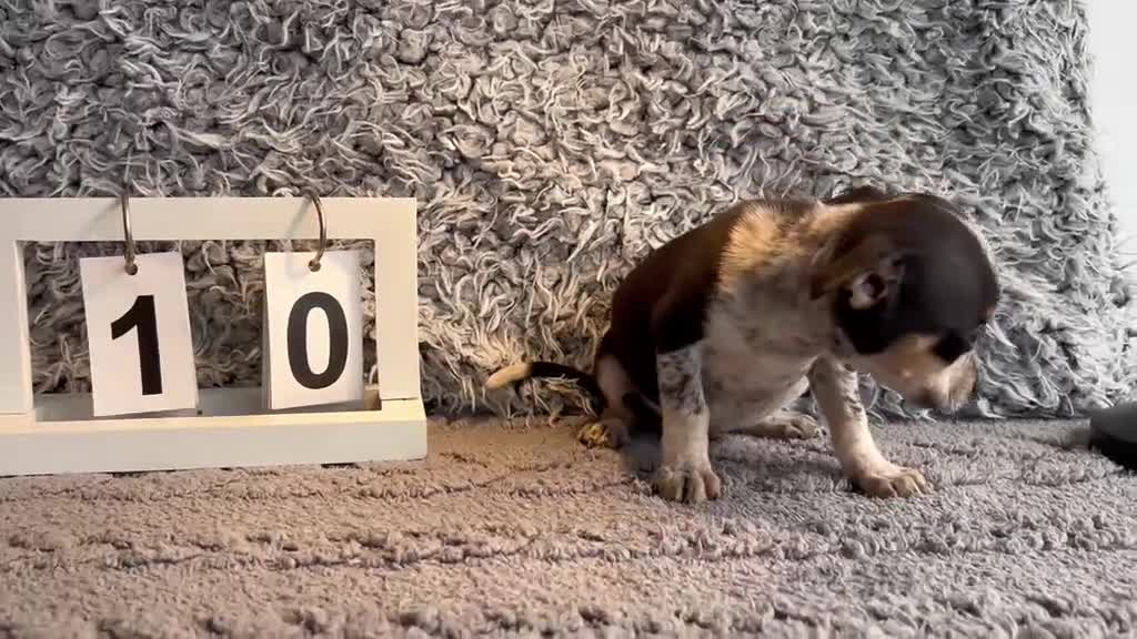 Chihuahua perros en venta: Chihuahua macho tricolor  - Video 2
