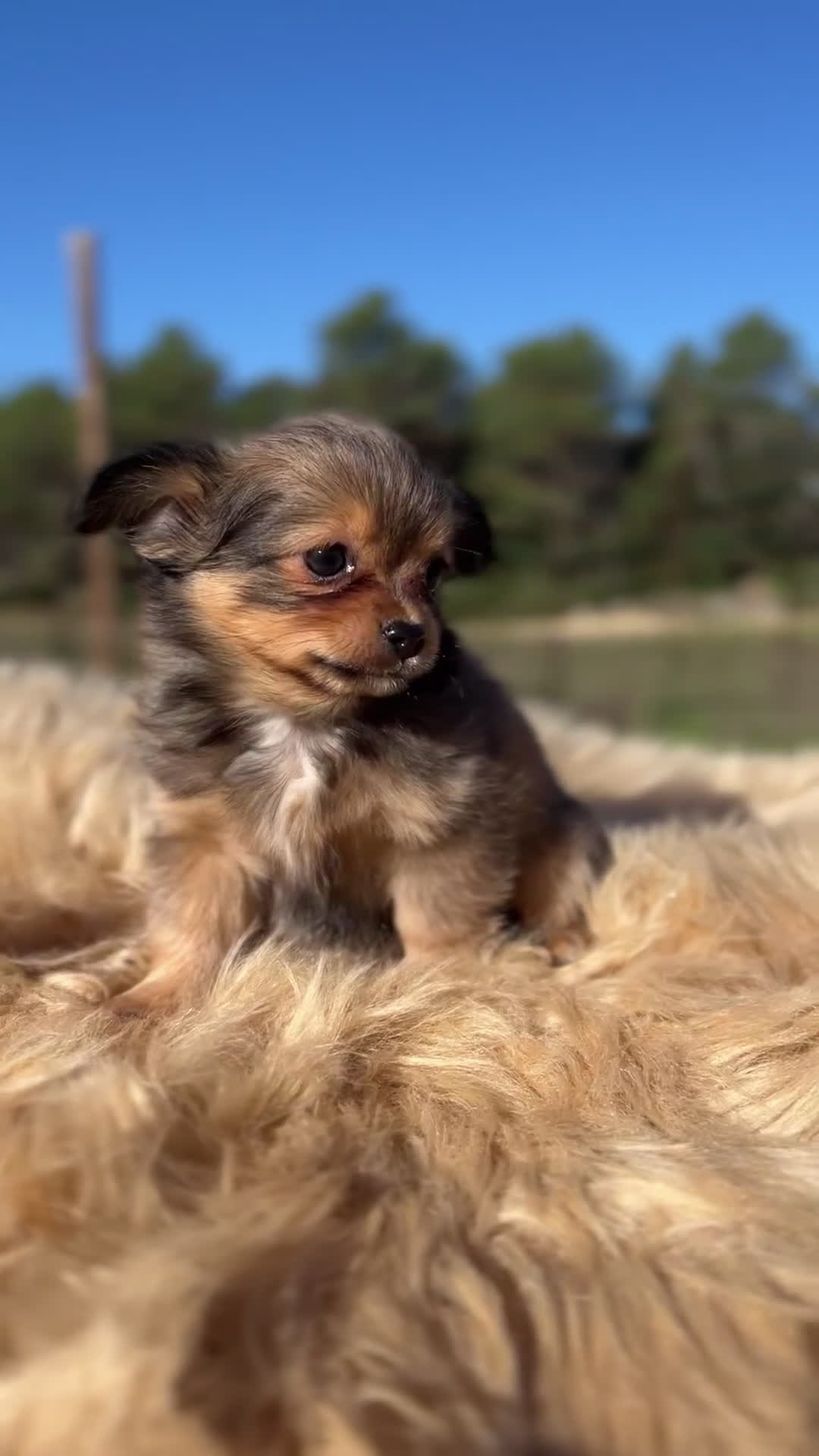 Chihuahua perros en venta: Chi toy pelo largo  - Video 1