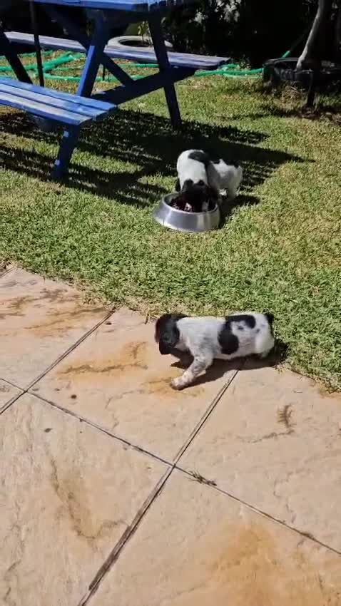 Épagneul Breton perros en venta: Épagneul Breton tricolor - Video 2