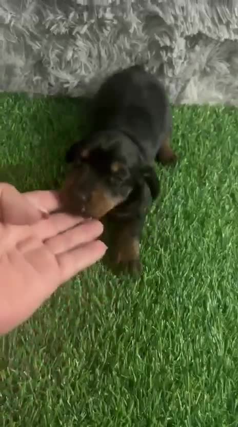 Teckel Miniatura perros en venta: TECKEL MINIATURA NEGRO FUEGO - Video 1
