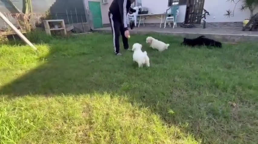 Perro de Agua Español perros en venta: Cachorra perro de agua español - Video 1