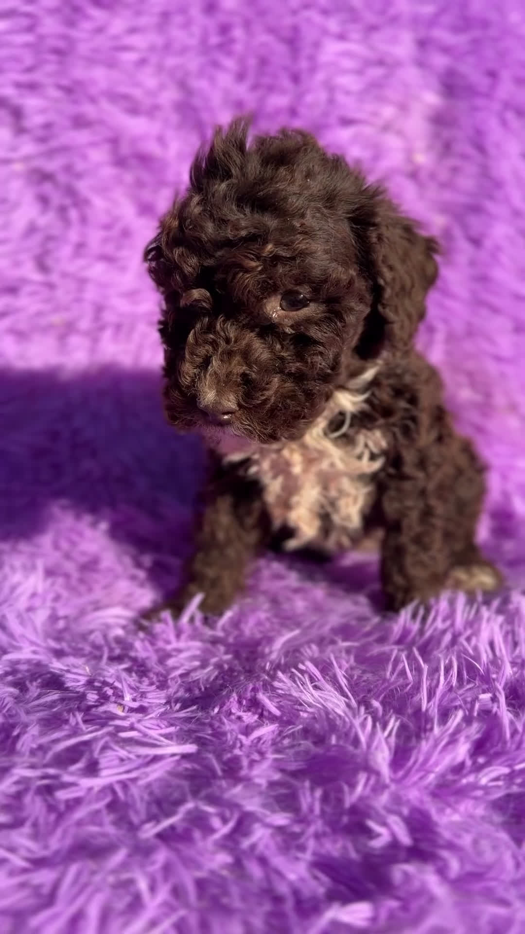 Perro de Agua Español perros en venta: Pdae hembra  - Video 1