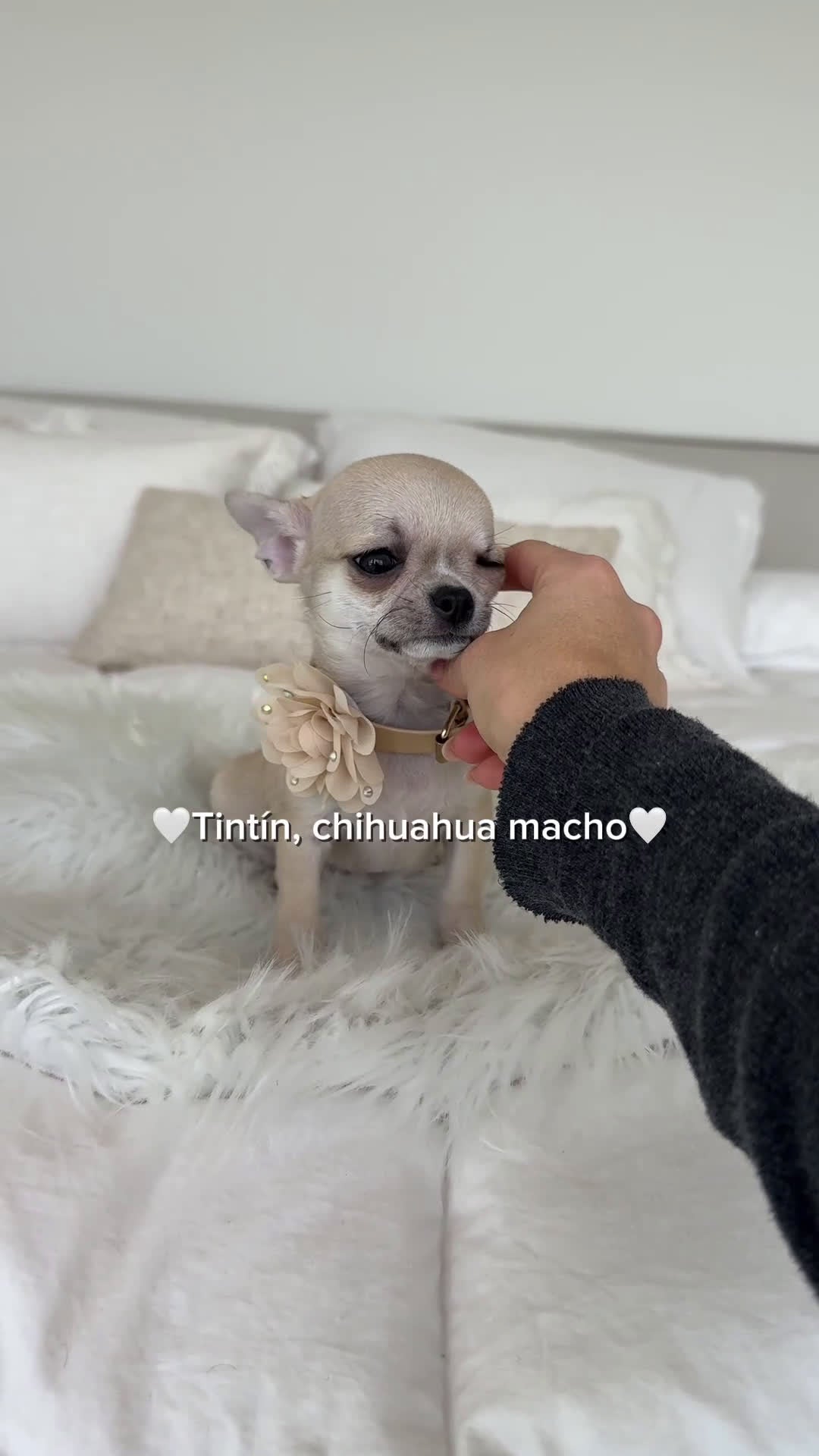 Chihuahua perros en venta: Chihuahua macho - Video 1