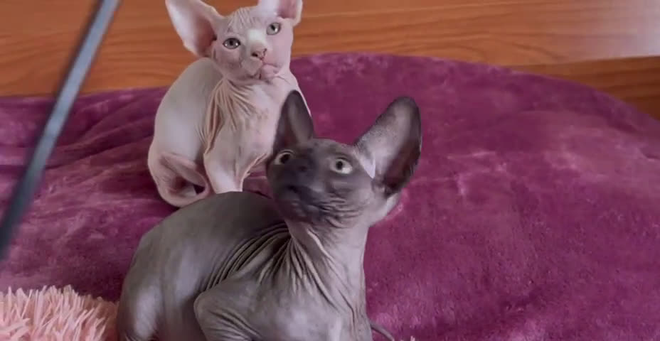 Sphynx gatos en venta: Gatitas sphynx color blanco y negro - Video 1