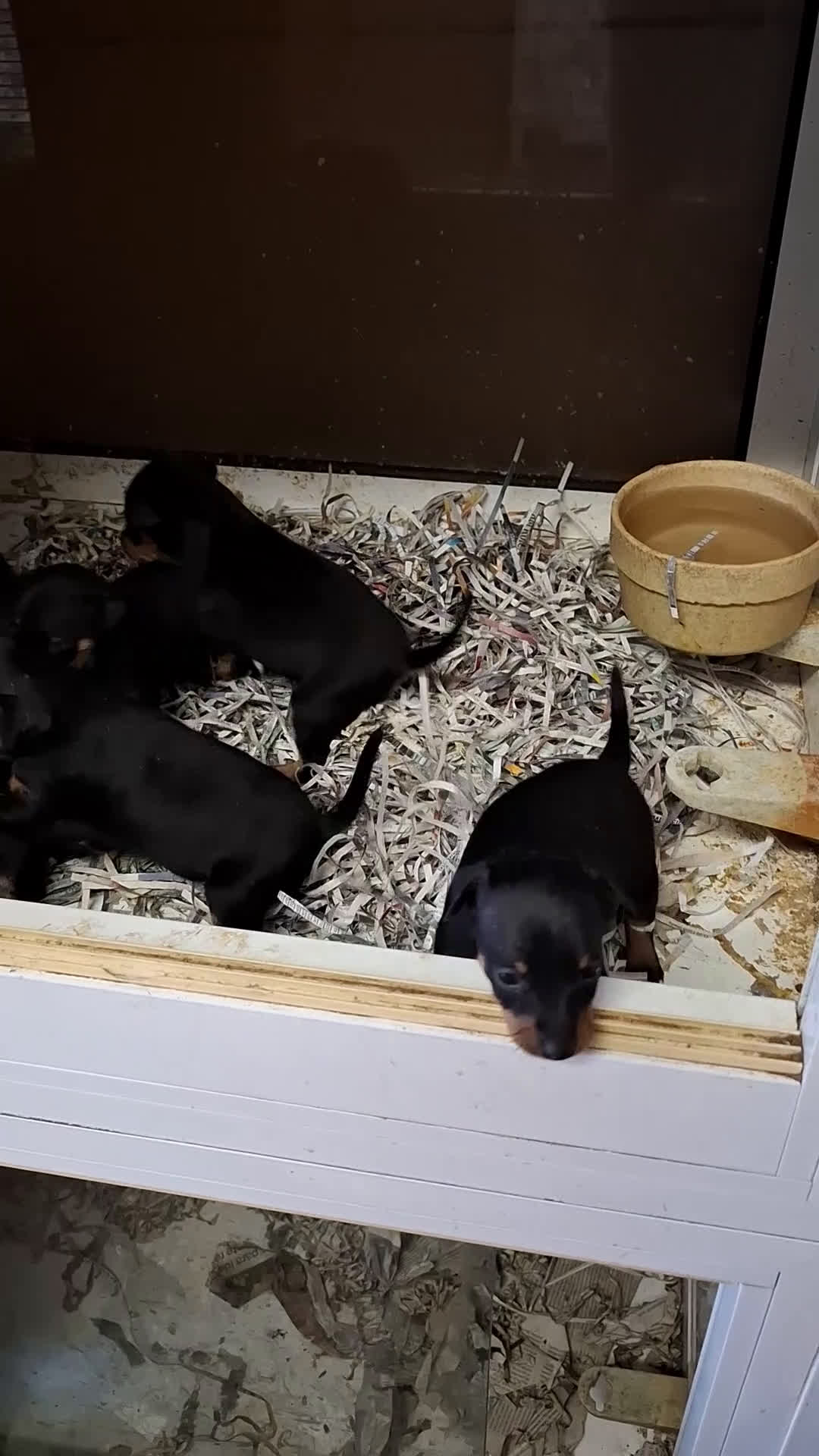 Pinscher Miniatura perros en venta: Pincher miniatura  - Video 1
