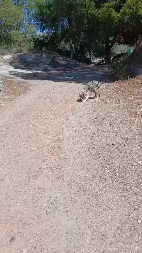 Pastor Australiano perros en venta: PASTOR AUSTRALIANO  - Video 3