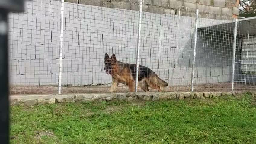 Pastor Alemán perros en venta: Cachorros pastor alemán  - Video 3