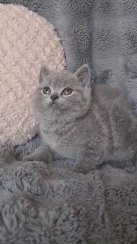 Británico de Pelo Corto Azul gatos en venta: Brithis blues hembras preciosas  - Video 2