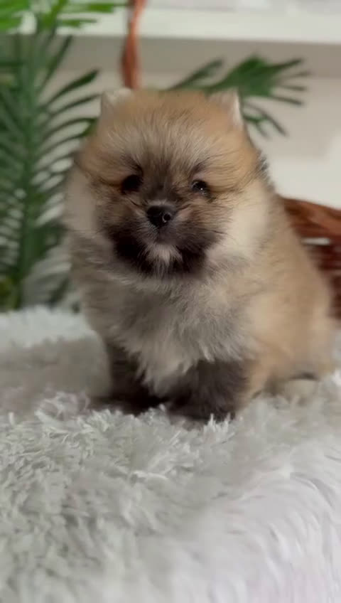 Pomerania perros en venta: POMERANIA MACHO - Video 2