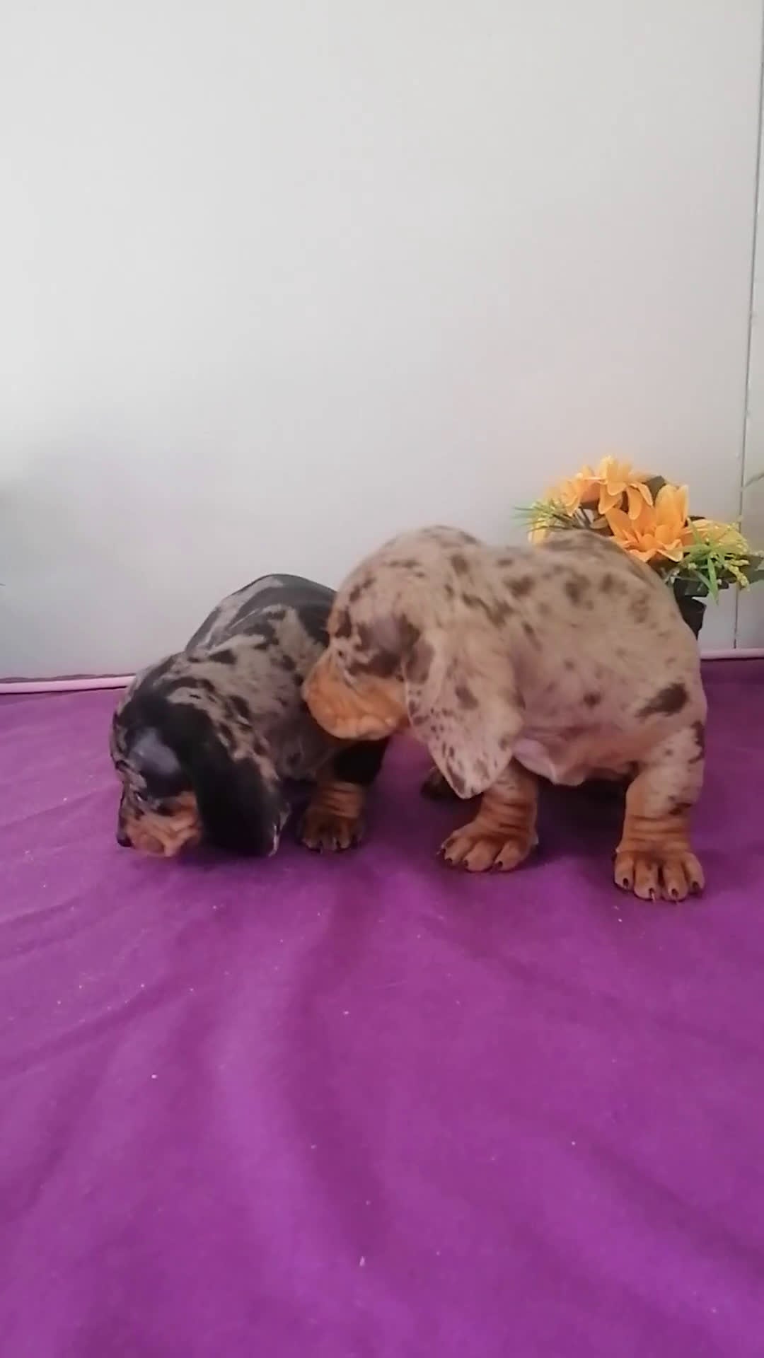 Teckel Miniatura perros en venta: Teckel Arlequín chocolate y arlequín negro  - Video 1