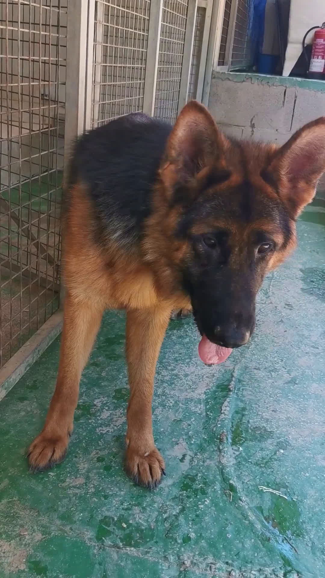 Pastor Alemán perros en venta: Cachorras pastor alemán, pedigre en Pontevedra - Video 1